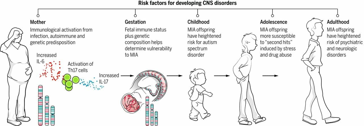Figure: MIA as a disease primer. This schematic depicts the current model for how MIA leads to psychiatric disorders in offspring. Infection leads to release of pro- inflammatory cytokines and activation of T H 17 cells in the mother ’ s bloodstream. A combination of genetic background, autoimmune status, and second hits during childhood and adolescence (including stress and drug abuse) combines with the consequences of maternal infection to increase the likeli hood of offspring developing psychiatric disorders as adults. 
