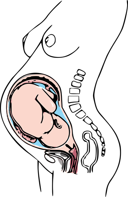 The Baby in the Birth Position