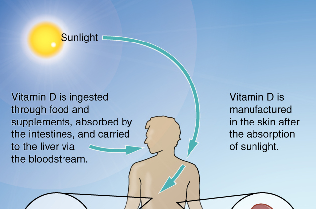 Vitamin D Synthesis in Body