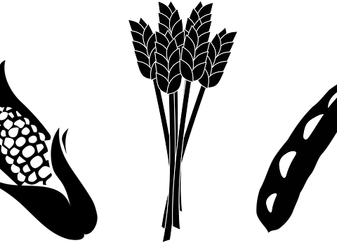 Corn Soya Blend Plus: A Nutritional Alternative During Pregnancy